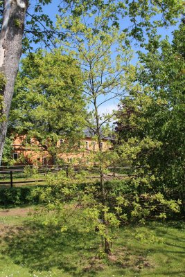 Sassafras albidum - sasafras lékařský - jarní habitus